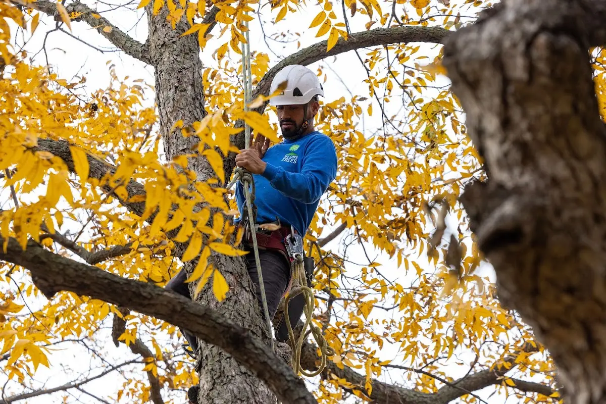 Skilled Tree Planing crew working in West Hills